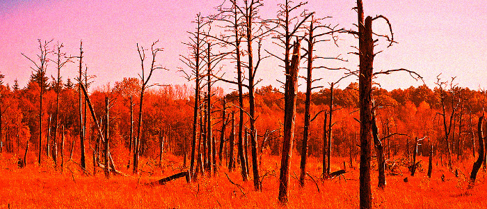 Вчені попереджають, що Земля буквально вмирає