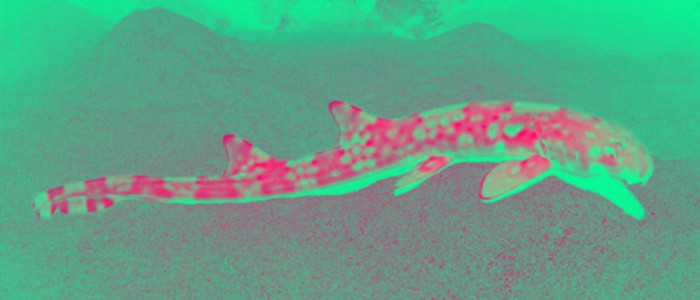 Акули розвиваються, щоб ходити на суші