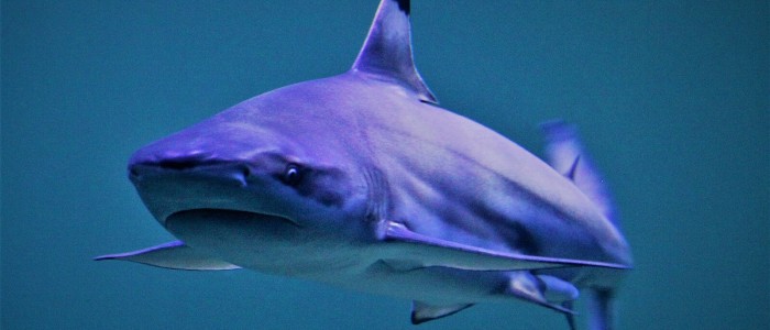 Через погіршення стану океанської води зуби акул починають руйнуватися