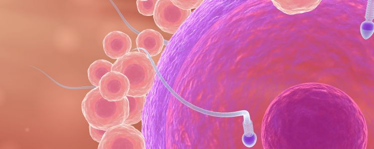 Чоловічий контроль народжуваності: дослідження показують 96% ефективності