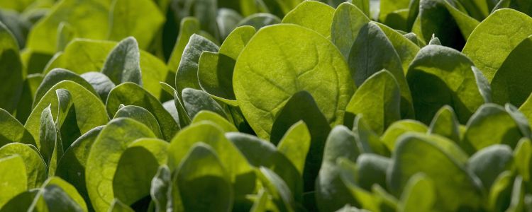  Вчені використали нанотехнології, щоб зробити рослини, здатні виявляти наземні міни