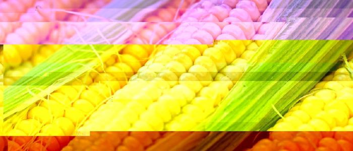 Опоненти генномодифікованих продуктів майже нічого про них не знають