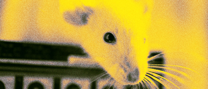 У мишей виявлена ​​приголомшлива нова здатність спалювати жир