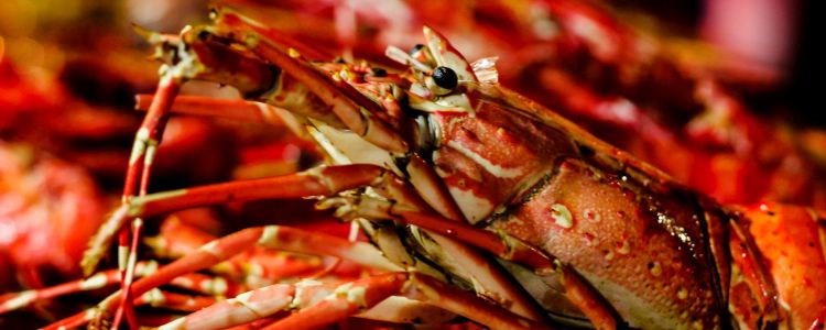 Швейцарія приймає закон, по якому ви повинні оглушити вашу їжу, перш ніж вбити її