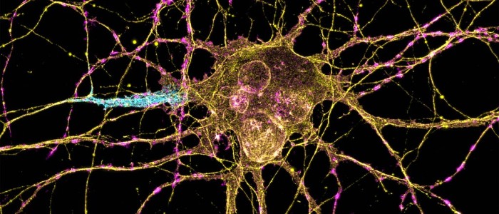 Мозок людини продовжує виробляти нові нейрони протягом усього життя