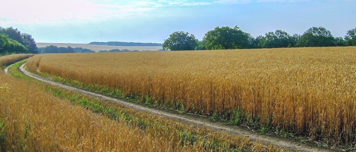 Найбільший збіг в еволюції людини