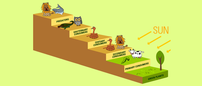 Весь харчовий ланцюжок почав руйнуватися, попереджають вчені