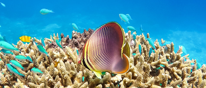 Великий бар'єрний риф щойно зробив масове повернення