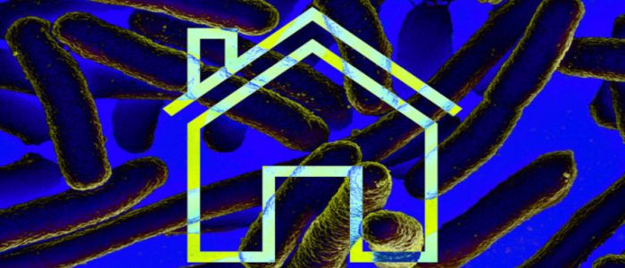 Професор хоче виростити цілі будівлі з бактерій