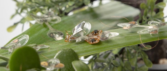 Ця роботизована комаха була розроблена, щоб вижити