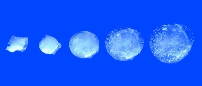 Ця розумна пігулка стає в 100 разів більше у вашому шлунку