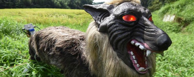 Цей страшний робот-вовк захищає урожай японських фермерів