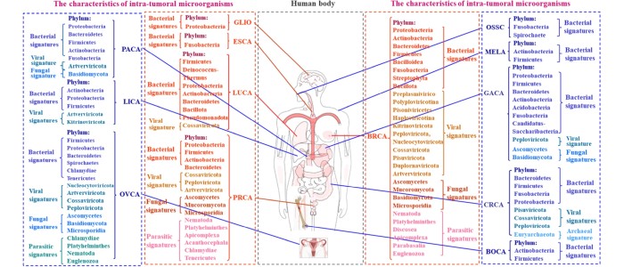 Мікробіом пухлини: прихована сигнатура визначає діагностику та лікування