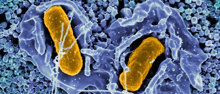 Вчені розробили сальмонелу, яка може підвищити виживання при раку товстої кишки