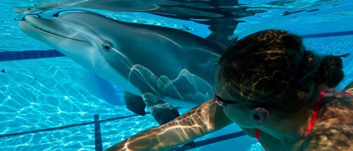 Ультрареалістичний дельфін з дистанційним управлінням виглядає як справжній