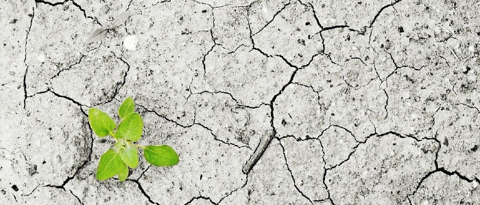 ООН попереджає про «голод біблійних масштабів» у 2021 році