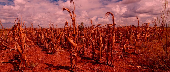 ООН попереджує: їжа стане дуже дуже дорогою