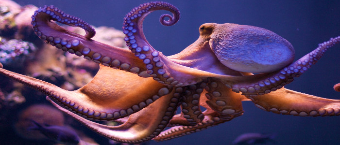 Великобританія оголошує восьминогів та кальмарів розумними істотами