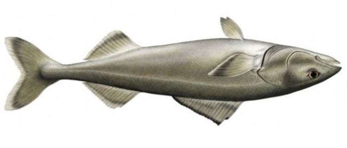 Маса теплої води, відома як «Крапля», вбиває тріску Аляски