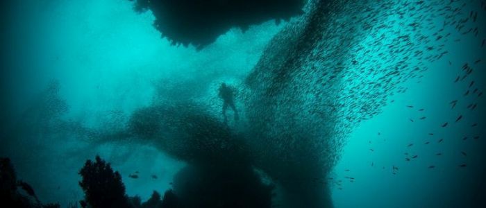 Вчені передбачають «катастрофічне» майбутнє внаслідок потепління океанів