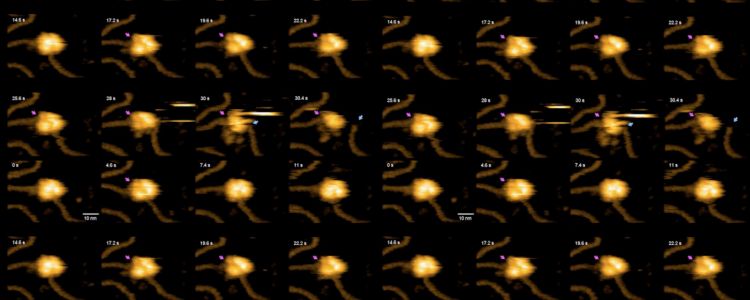 Дивіться, як КРІСПР редагує ДНК в режимі реального часу
