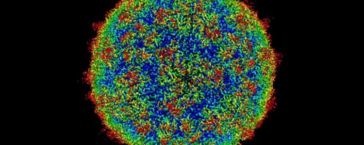 Ми створили штучний код, який управляє вірусами