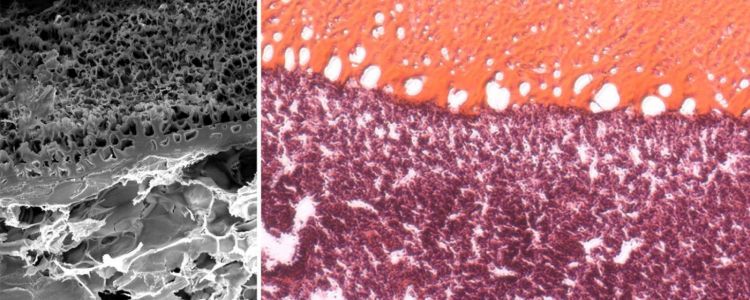 У нас є клей, який може запечатувати рани всередині людського тіла