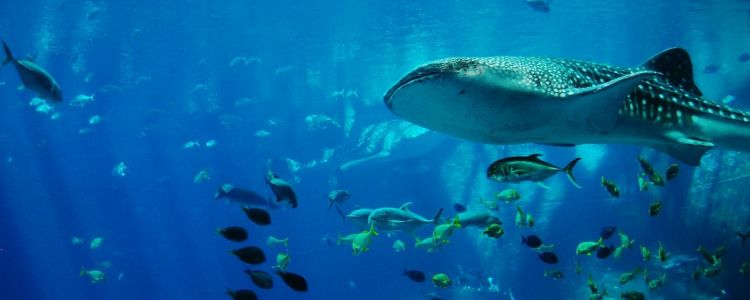 Кити й акули - нові жертви наших пластикових відходів