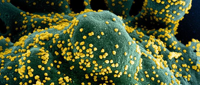 ВООЗ: коронавірус може бути тут назавжди