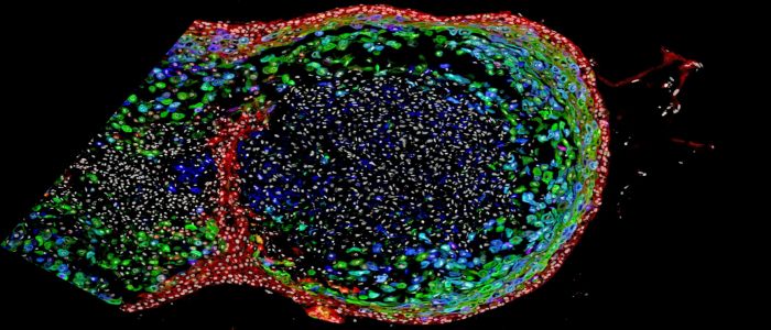Вчені виростили крихітний людський стравохід в лабораторії