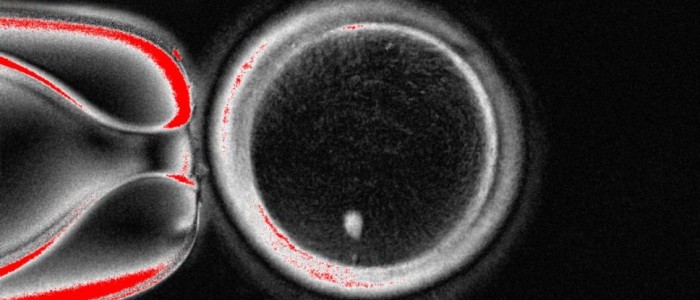 Вперше створено робочі яйцеклітини з використанням ДНК людської шкіри