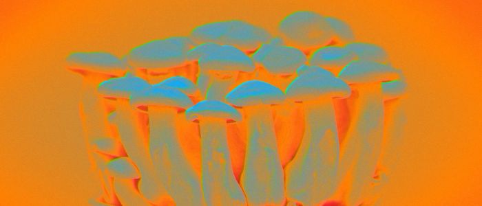 Перший у світі центр досліджень психоделіків відкривається в Великобританії