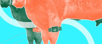 «Коровій фітбіт" не зробить корів щасливішими, тому що він не є молочним роботом