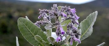 «Свята трава» обіцяє лікування хвороби Альцгеймера