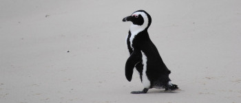 63 зникаючих пінгвіни загинули після нападу розлючених бджіл