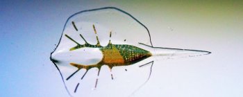  Штучне людське серце може бути простішим завдяки цьому силіконовому скату