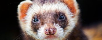 Тхорів врятують за допомогою дронів, скидаючи вакціновану принаду