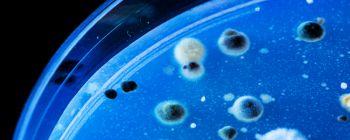 Нова «КРІСПР-пігулка» примушує бактерію знищити свою власну ДНК