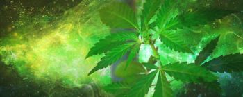 Нове дослідження показує, що канабіноїди можуть допомогти у лікуванні лейкемії