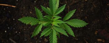 Лікування на основі коноплі показало зменшення судом у дітей, які страждають на епілепсію 