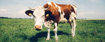 Корови допомагають дослідникам боротися з ВІЛом