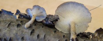 Розуміння грибів необхідно для того, щоб тримати людей в безпеці при вивченні космосу