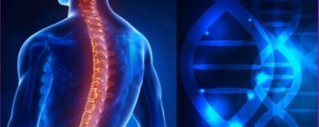 Вчені, можливо, виявили, як ушкодження хребта відновлюються на клітинному рівні