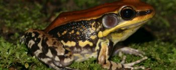 Ця жаба сочиться слизом, який змушує вірус грипу вибухати