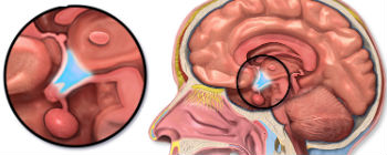 Гіпоталамічні стовбурові клітини могли б дати нове розуміння старінню
