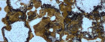 Нові викопні дані вказують на те, що життя могло виникнути на землі, а не в океані