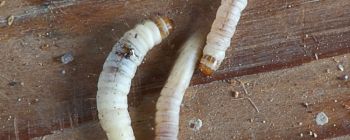 Гусені, що їдять пластик, можуть допомогти нам покласти край забрудненню