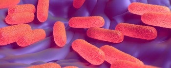 За допомогою генної інженерії розробили сальмонелу, яка харчується пухлинами мозку