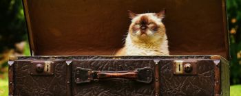 Як кішка Шредінгера допомагає пояснити нові результати про квантовий ефект Зено