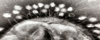 Вчені модифікують віруси за допомогою КРІСПРу для знищення стійких до антибіотиків бактерій